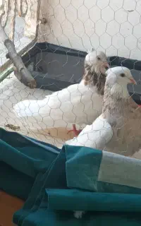 باخت رفته دونه ای ۲میلیون میدم