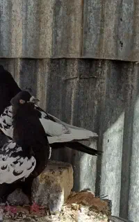 کبوتر