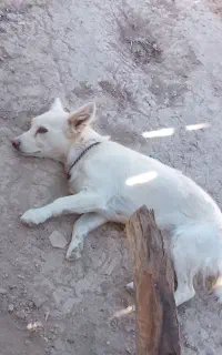 سگ پاکوتاه باهوش
