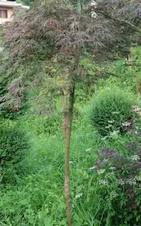 فروش گل