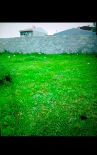 باغبانی.. زدن علف هرز با دستگاه