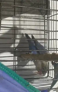 طوطی