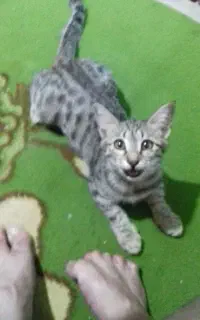واگذاری بچه گربه 2 ماهه بسیار بانمک و بازیگوش