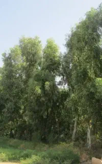 خرید و فروش انواع چوب اکالیپتوس مورد ومرکبات