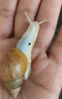 حلزون آچاتینا 6عدد 4سانتی 200