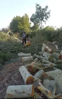 برشکاری وهرزکاری درخت وخریدن چوب با بالاترین قیمت