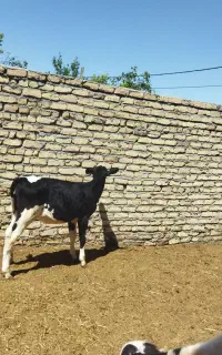 گاو.گوساله ماده جنس درجه ۱صنعتی