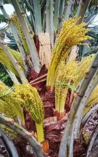 فروش انواع پاجوش نخل وانواع نهال مرکبات