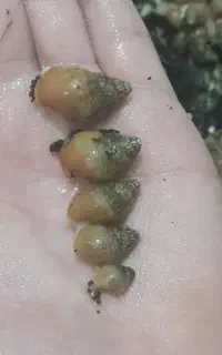 جوجه حلزون آچاتینا و مکمل و کلسیم