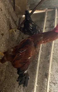 مرغ و خروس لاری