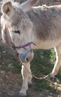 الاغ ، نر