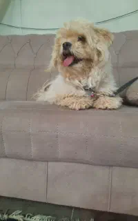 سگ شیتزوسوپر فلت