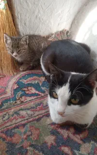 گربه اهلی رایگان