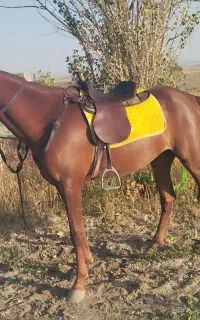 یک مادیان گمشده