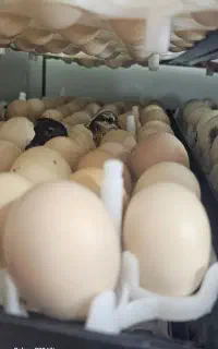 تخم نطفه دار از شما جوجه کشی از ما