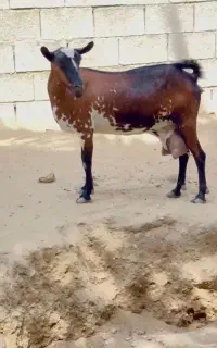 یک عدد بز سالم و جوان