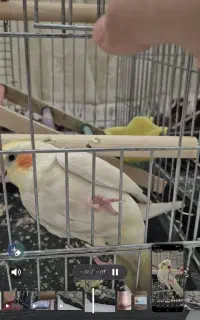 عروس هلندی گمشده