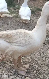 اردک اسرائیلی نر