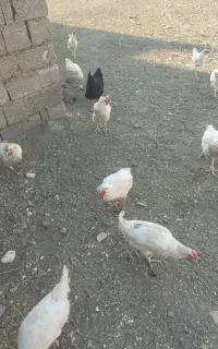 مرغ سفید وسیاه تخم گذار