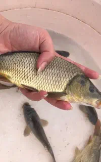 بالوغ کپورو آمورو
