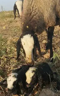 بهترین دام دوقلوزا از مجموعه  اموزشی ما تهیه کنید