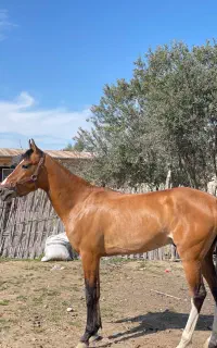 اسب نریون ترکمن