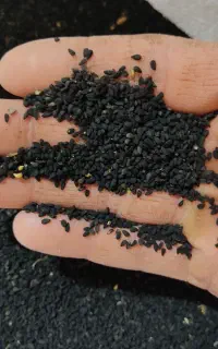 سیاه دانه