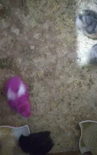 3عدد خودمونی و 1 رنگی