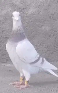 نر شب، بازی بوم