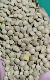 عدس