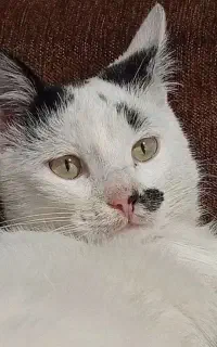 واگذاری گربه رایگان