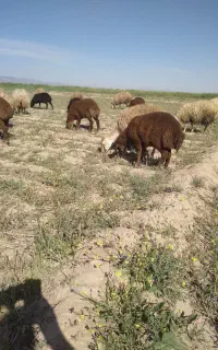 گوسفند