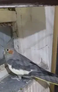 عروس هلندی گم شده