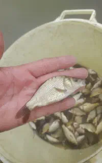 بچه ماهی کپور