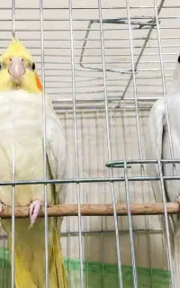 عروس هلندی