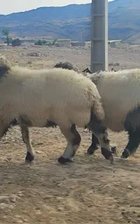 سه میش درجه یک
