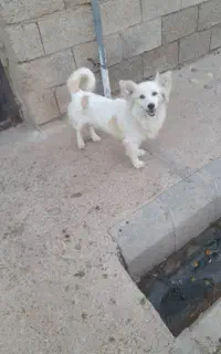 سگ خانگی فروشی