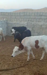 فروش گوساله نر