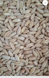 خرید گندم جو فروش کود شیمیایی