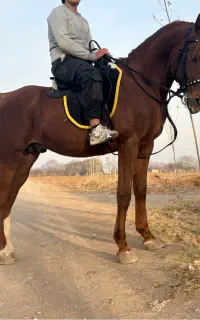 نریون یک سر عرب مدارک دار