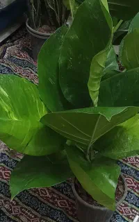 پتوس ابلق برگ پهن