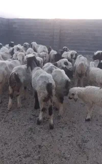 ۶عدد میش بره دار