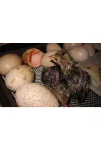جوجه بوقلمون یک روزه