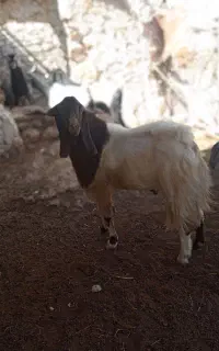 فروش پازن