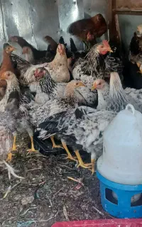 مرغ و خروس ۷ ماهه