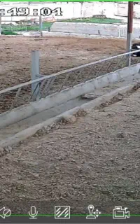 کارگر گاوداری