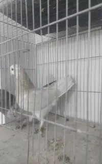 کفتر سرور و شازده هما