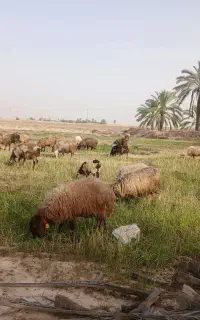 استخدام چوپان خوب
