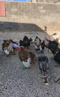 بوقلمون