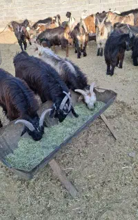 40 راس کهره نر چاق تخت